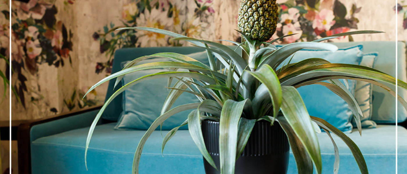 Dekotrend Bromelien und Zierananas