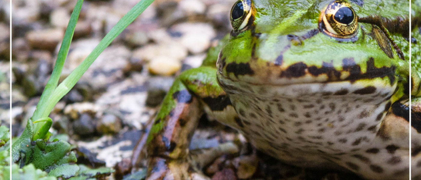 Den Gartenteich naturnah erleben