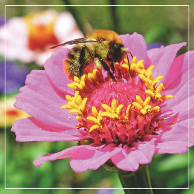 <? $page->title() ?>