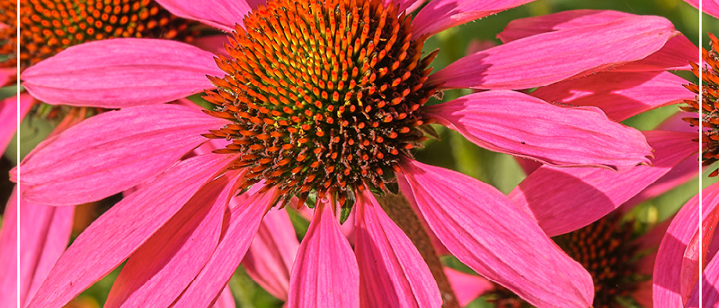 Der Bienengarten im Staudenbeet