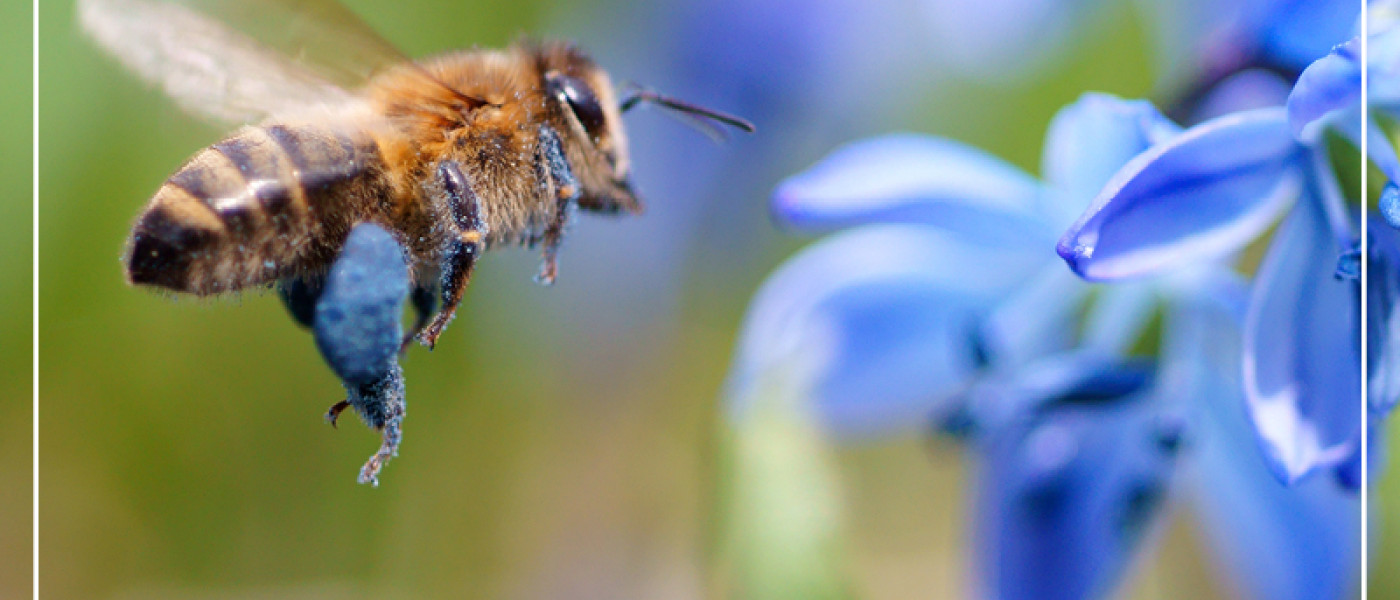 Der Fr&uuml;hling im Bienengarten