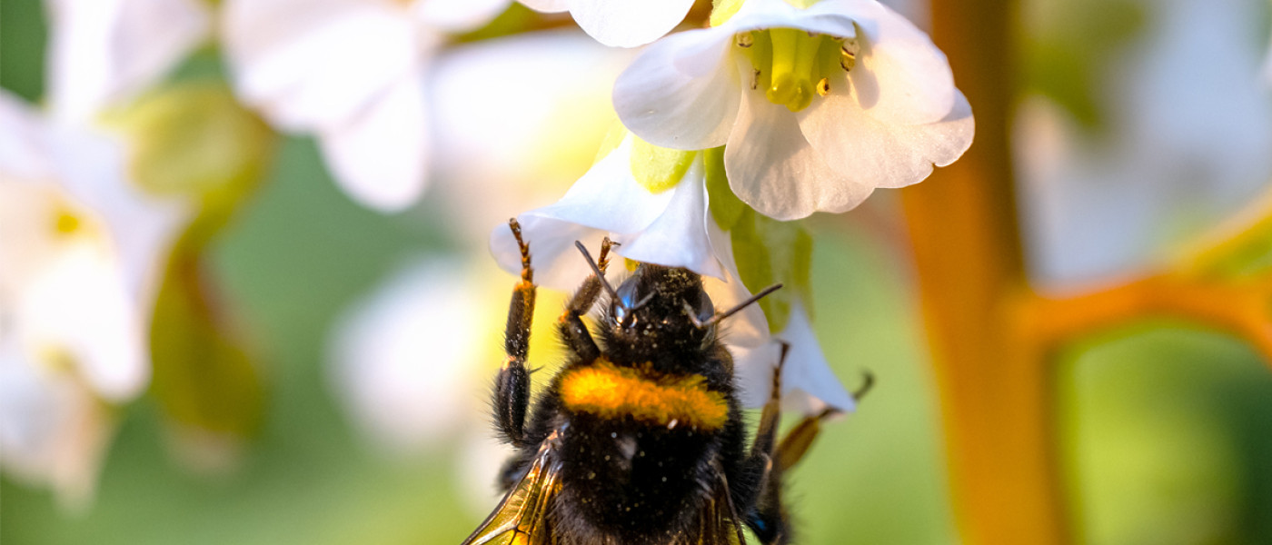 Der Frühling im Bienengarten