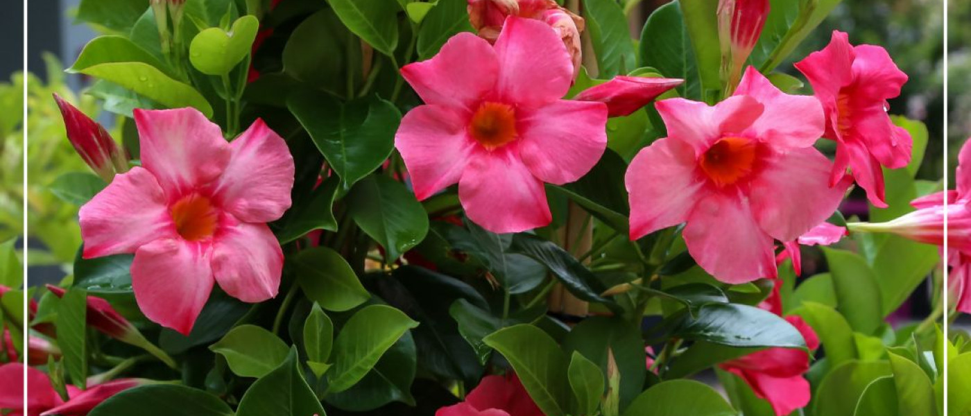 Der pflegeleichte Sommergarten: Farbenfrohe Bl&uuml;tenpracht mit wenig Aufwand