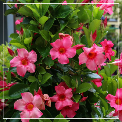 <? $page->title() ?>