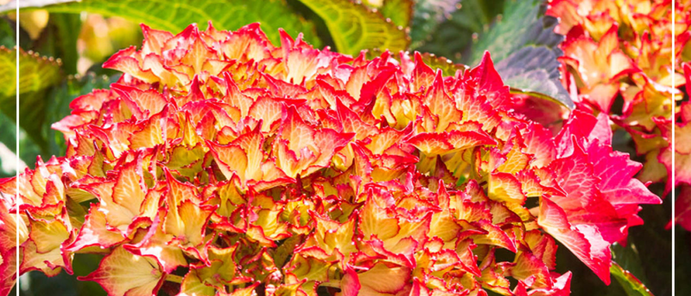 Der richtige Winterschnitt f&uuml;r Hortensien