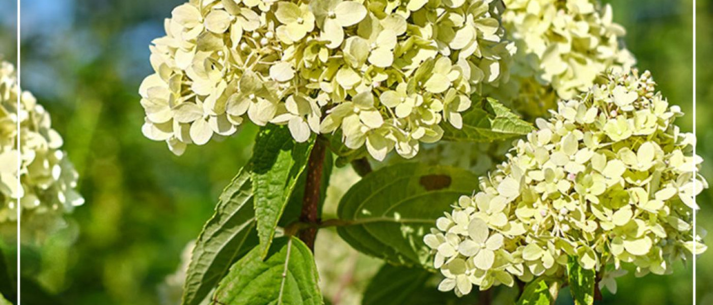 Die alte Liebe zu Hortensien neu entdecken