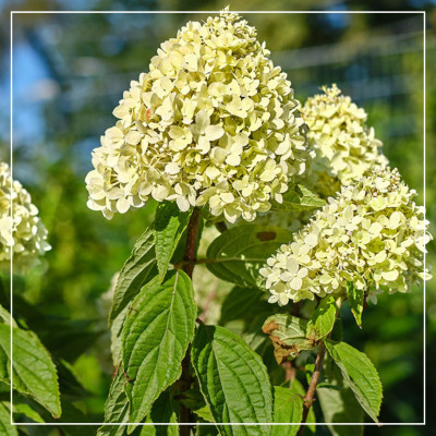 <? $page->title() ?>