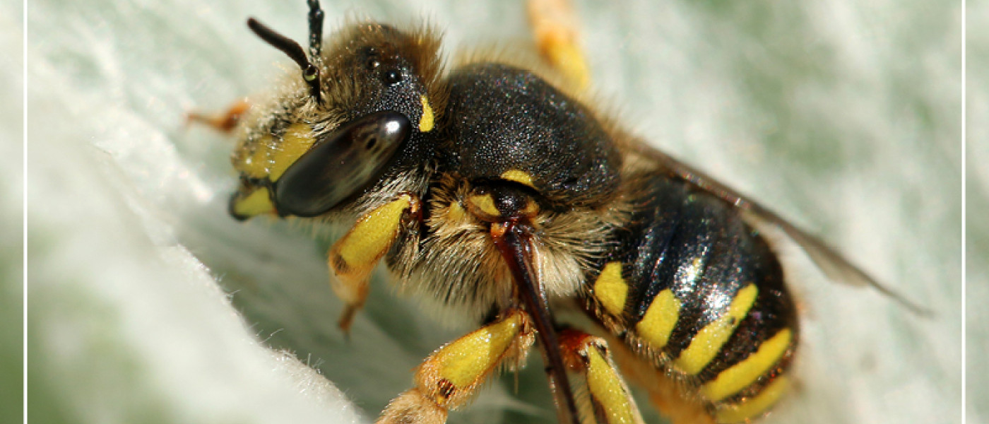 Die wichtige Rolle der Wildbienen