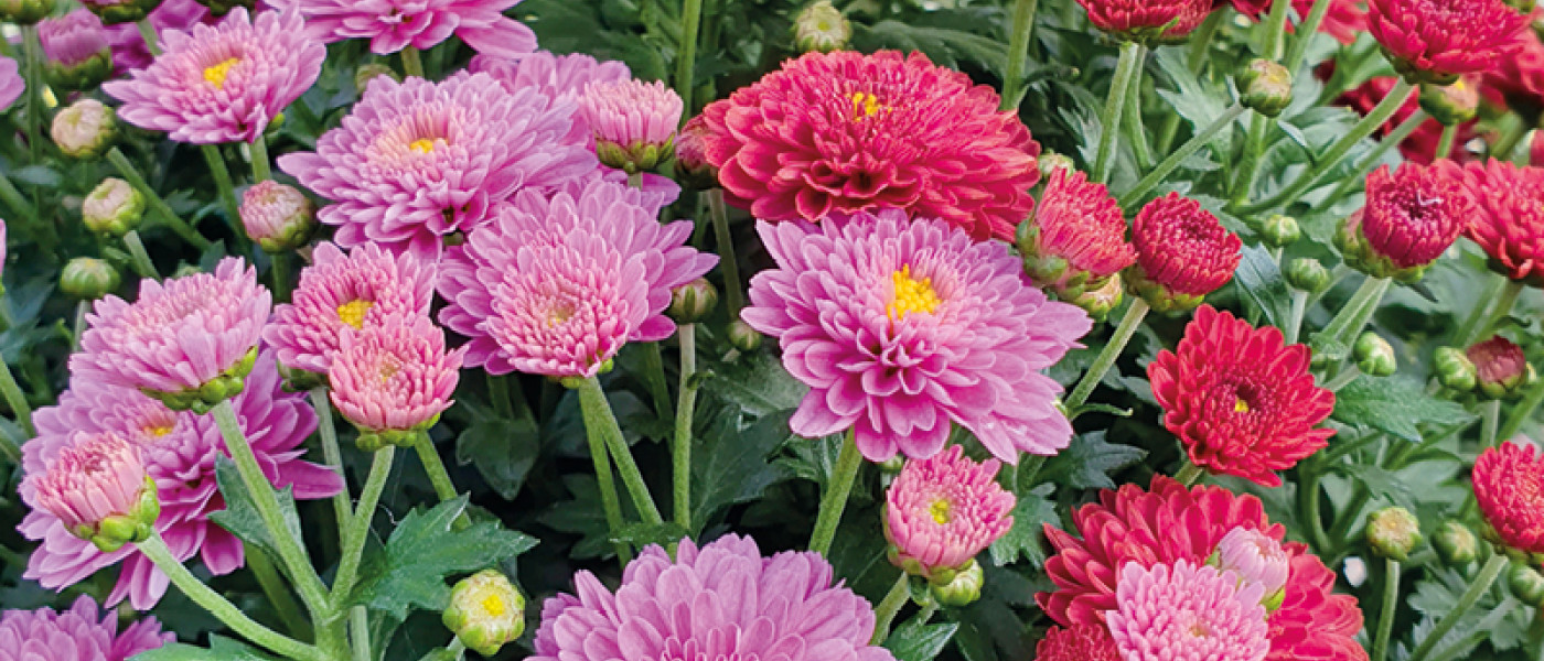 Diese Pflanzen blühen, wenn Sommerblumen Abschied feiern