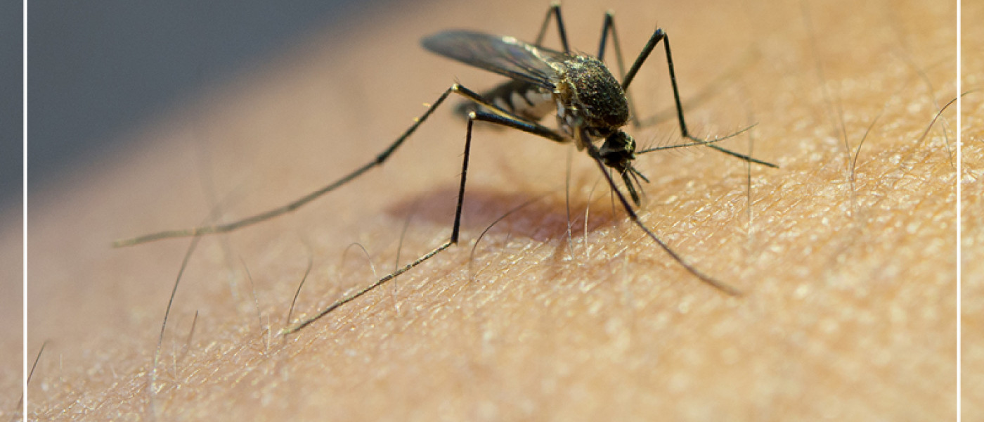 Diese Pflanzen vertreiben M&uuml;cken