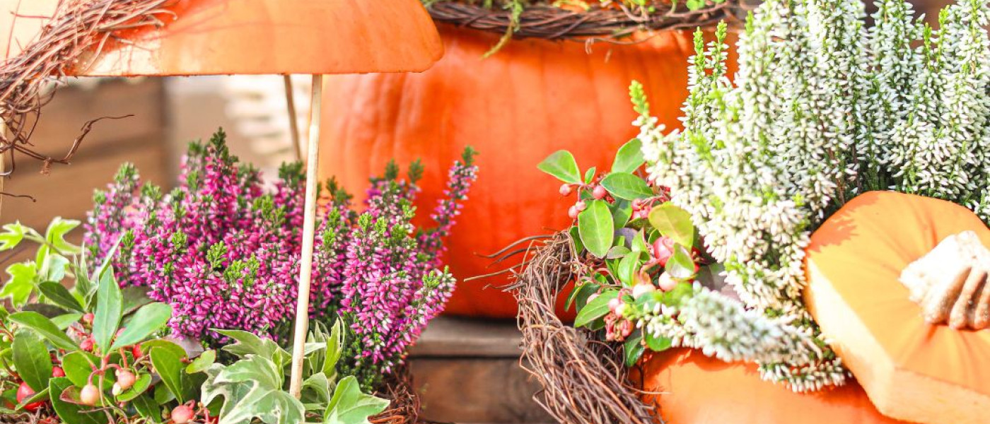 DIY-Idee f&uuml;r den Herbst: K&uuml;rbis mit Heide bepflanzen