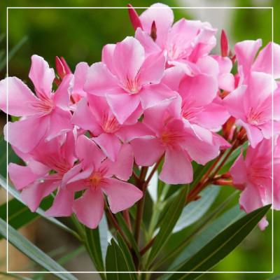 <? $page->title() ?>