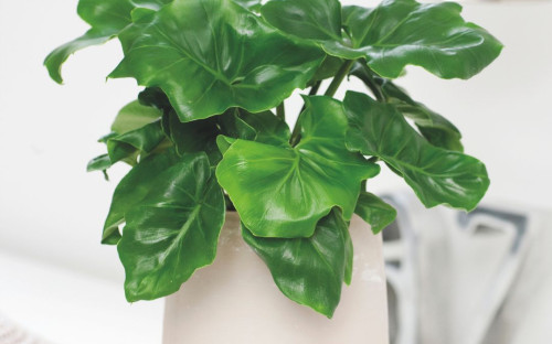 <? $page->title() ?>