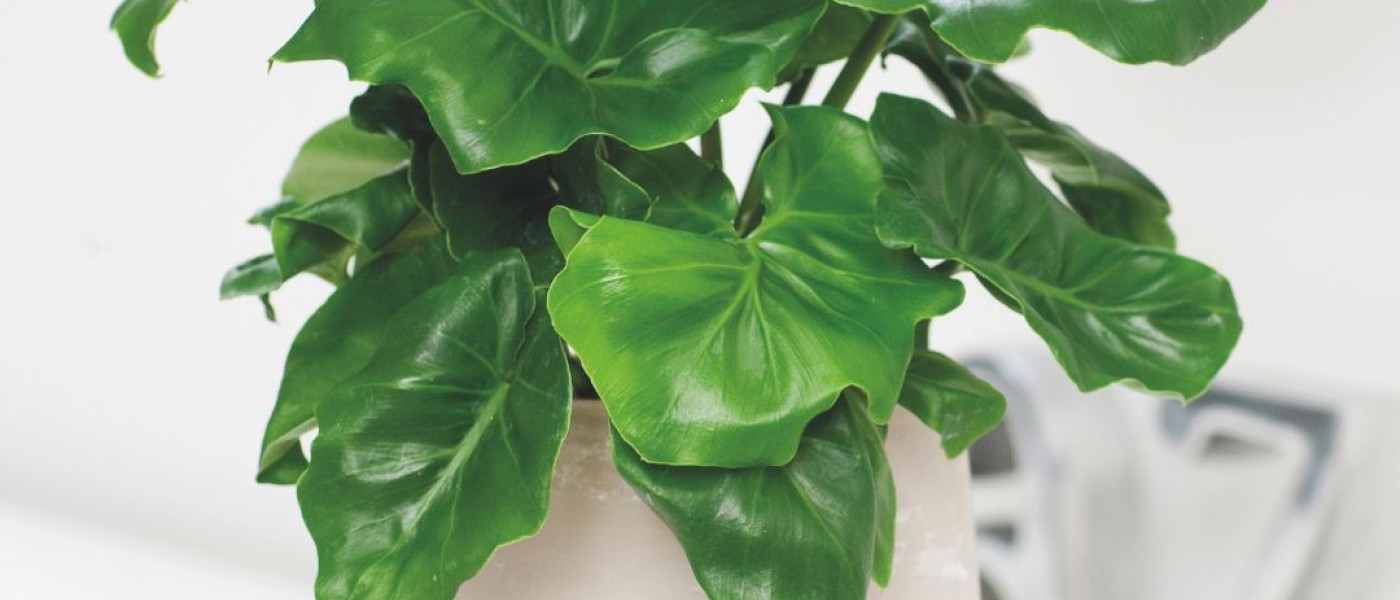 Du hast noch keinen Baumfreund?