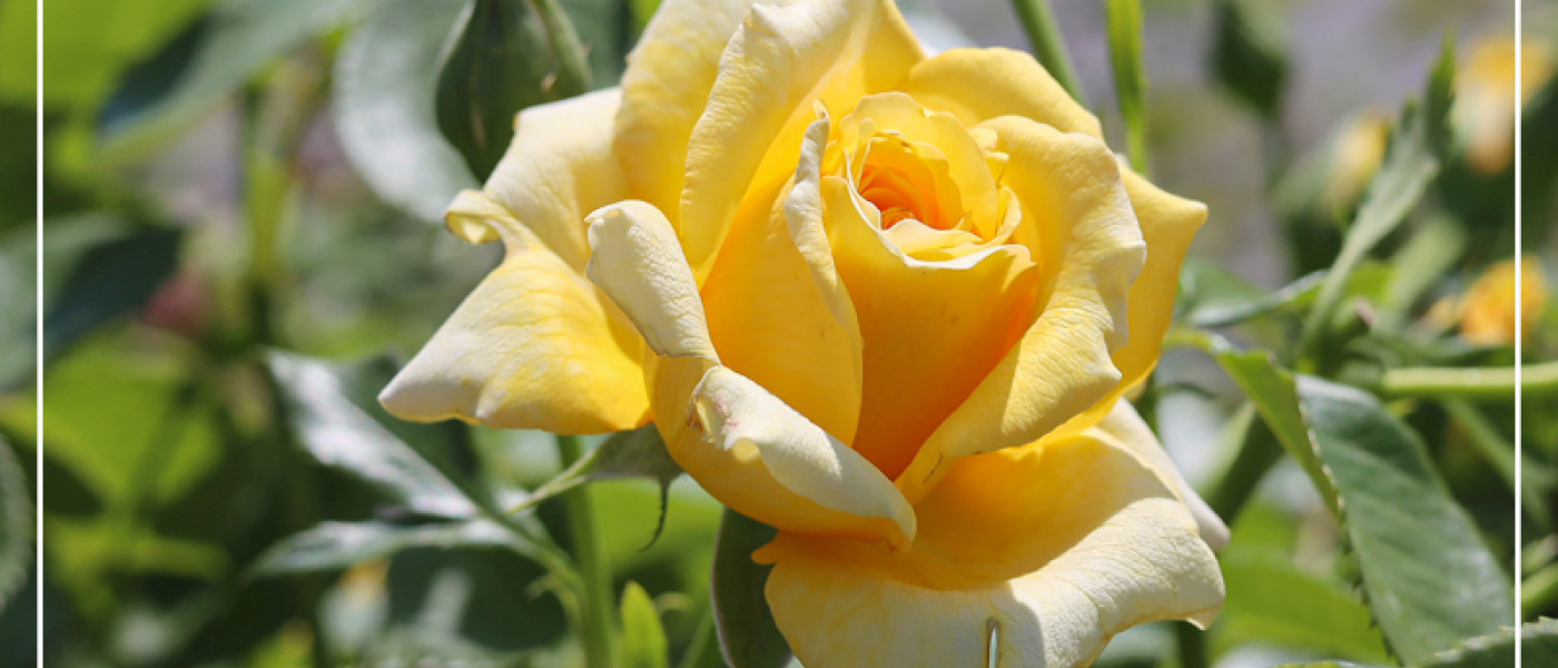 Duftrosen f&uuml;r den Garten