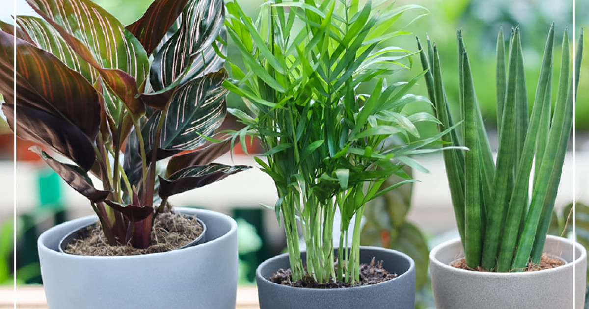 Rostock Gartencenter | Easy Care - grne Pracht ohne grnen Daumen