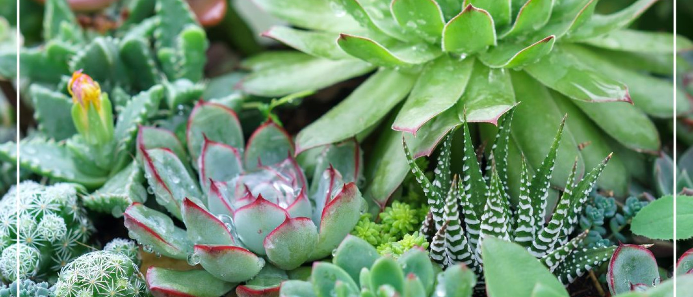 Echte &Uuml;berlebensk&uuml;nstler!