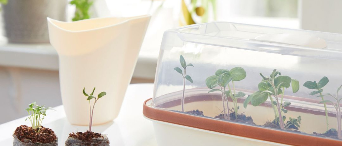 Eigene Gem&uuml;sepflanzen vorziehen