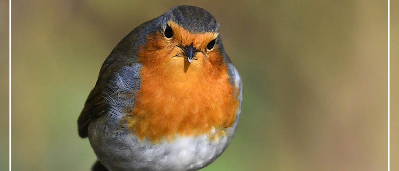 Ein Paradies f&uuml;r Wildv&ouml;gel