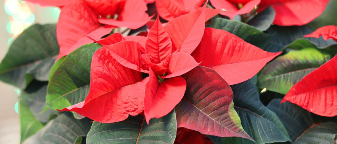 Ein Stern aus dem Norden