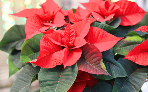 <? $page->title() ?>