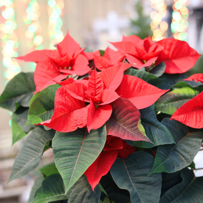 <? $page->title() ?>