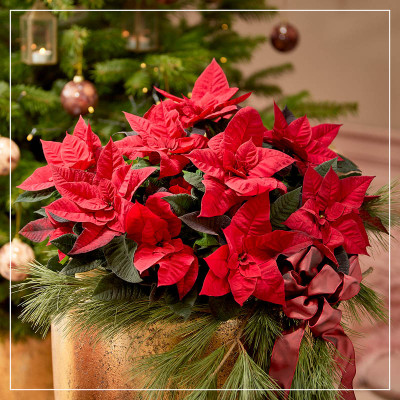 <? $page->title() ?>