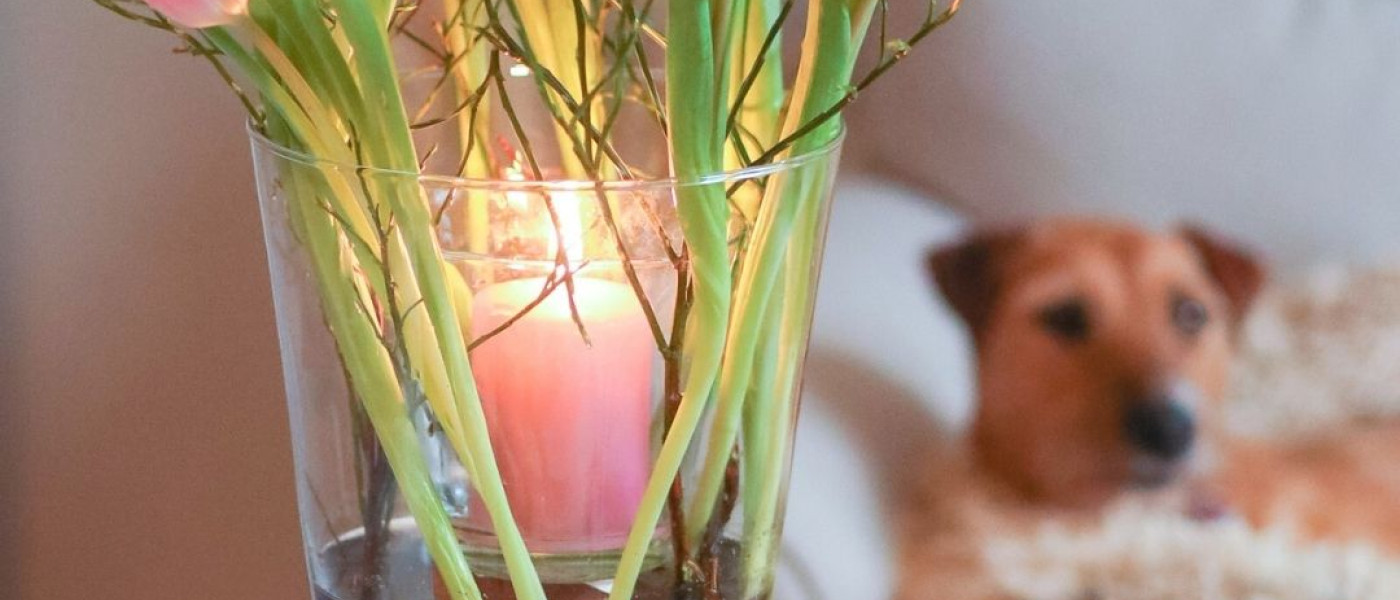 Ein Strau&szlig; Tulpen, bitte!