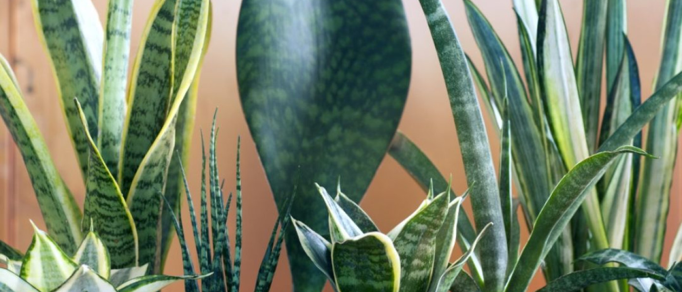 Ein unkomplizierter Klassiker &ndash; der Bogenhanf