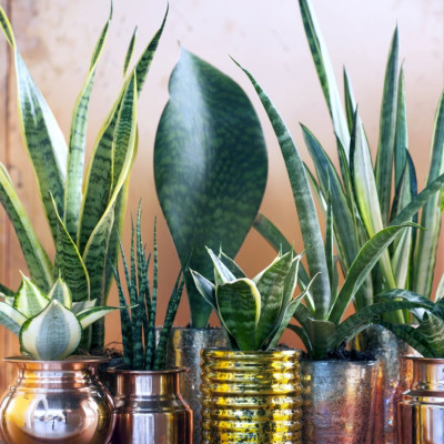 <? $page->title() ?>