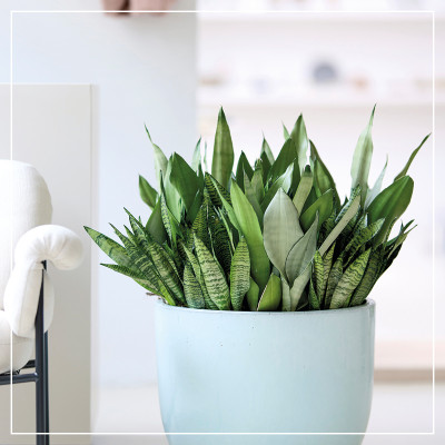 <? $page->title() ?>