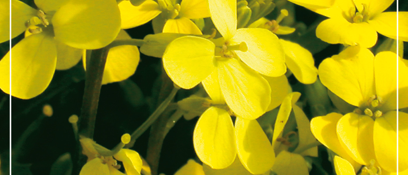 Eine Erfolgsstory geht weiter: Unsere Besten Sommerblumen