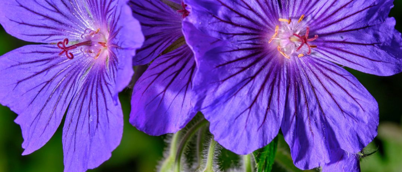 Einmal pflanzen &ndash; jahrelang genie&szlig;en