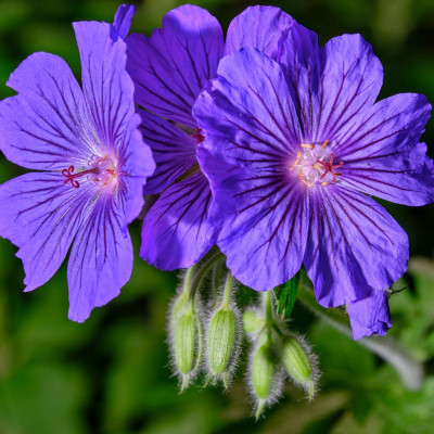 <? $page->title() ?>