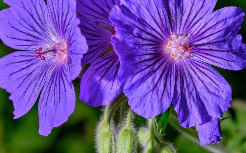 <? $page->title() ?>