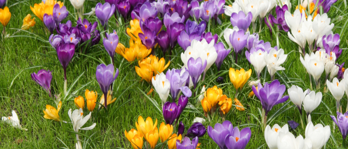 Einmal pflanzen &ndash; und der Fr&uuml;hling kommt jedes Jahr wieder