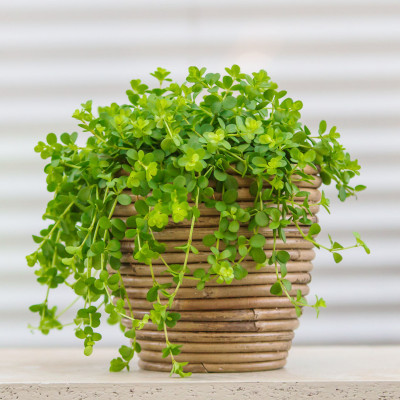 <? $page->title() ?>