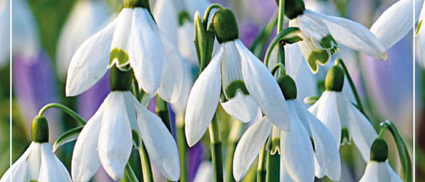 Einzigartige Schneeglöckchen - Boten des Frühlings