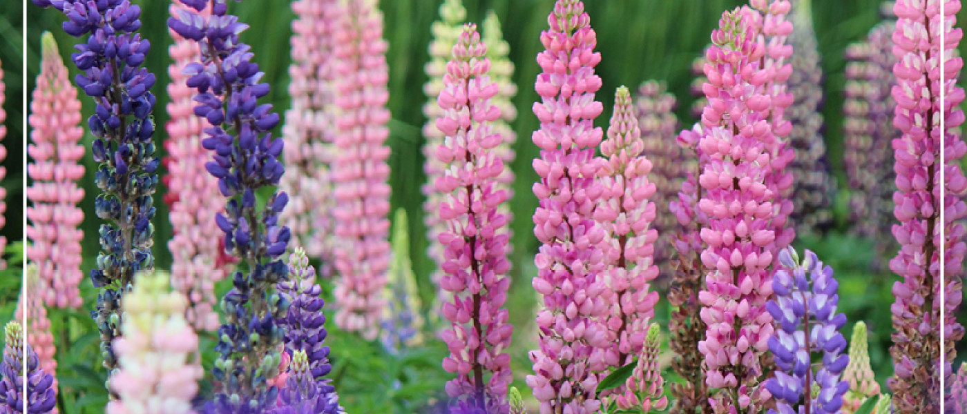 Erlebnisreich &ndash; pflegeleicht &ndash; und zieht jede Menge Blicke auf sich. Das sind Lupinen