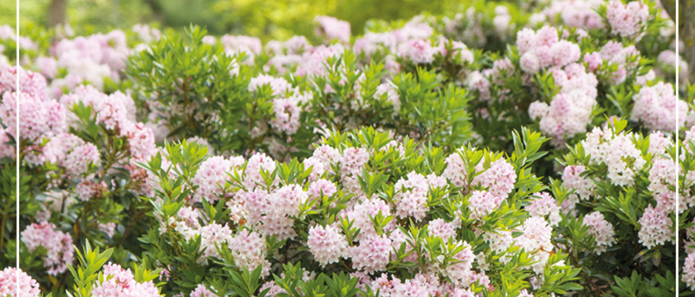 Ersatz f&uuml;r Buchsbaum gesucht?