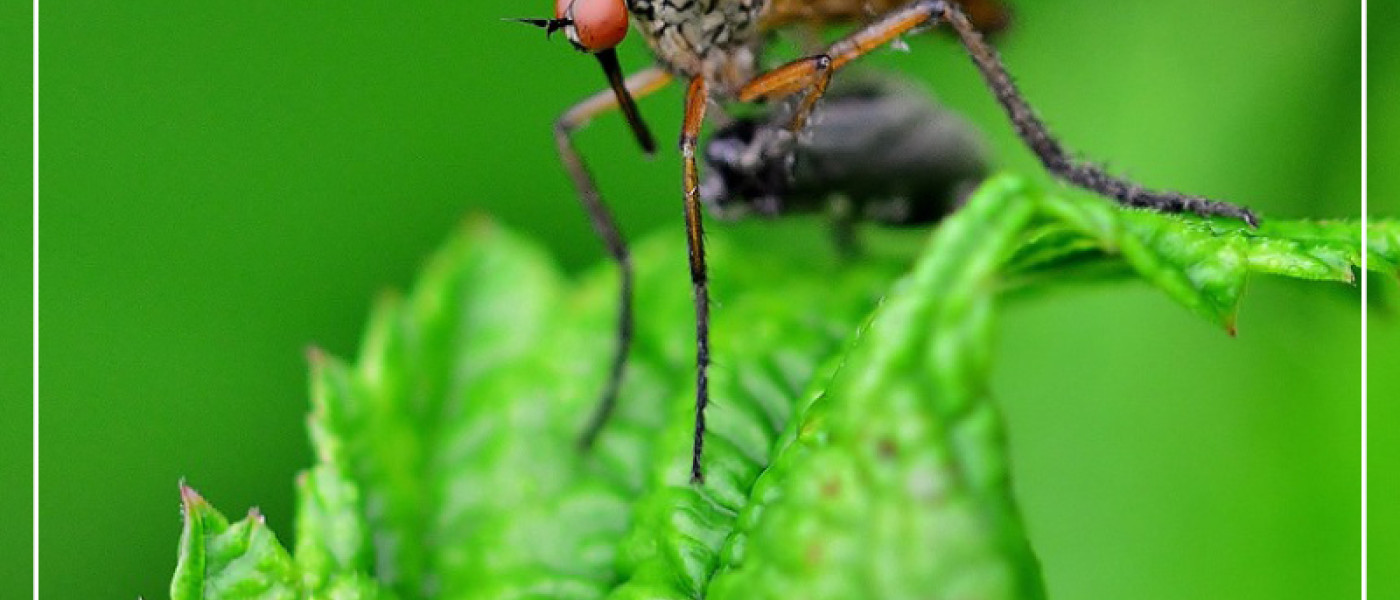 Erste Hilfe bei Insektenstichen