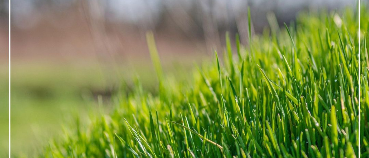 Erste Hilfe f&uuml;r deinen Rasen