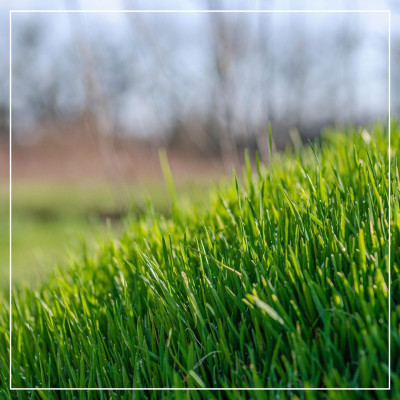 <? $page->title() ?>