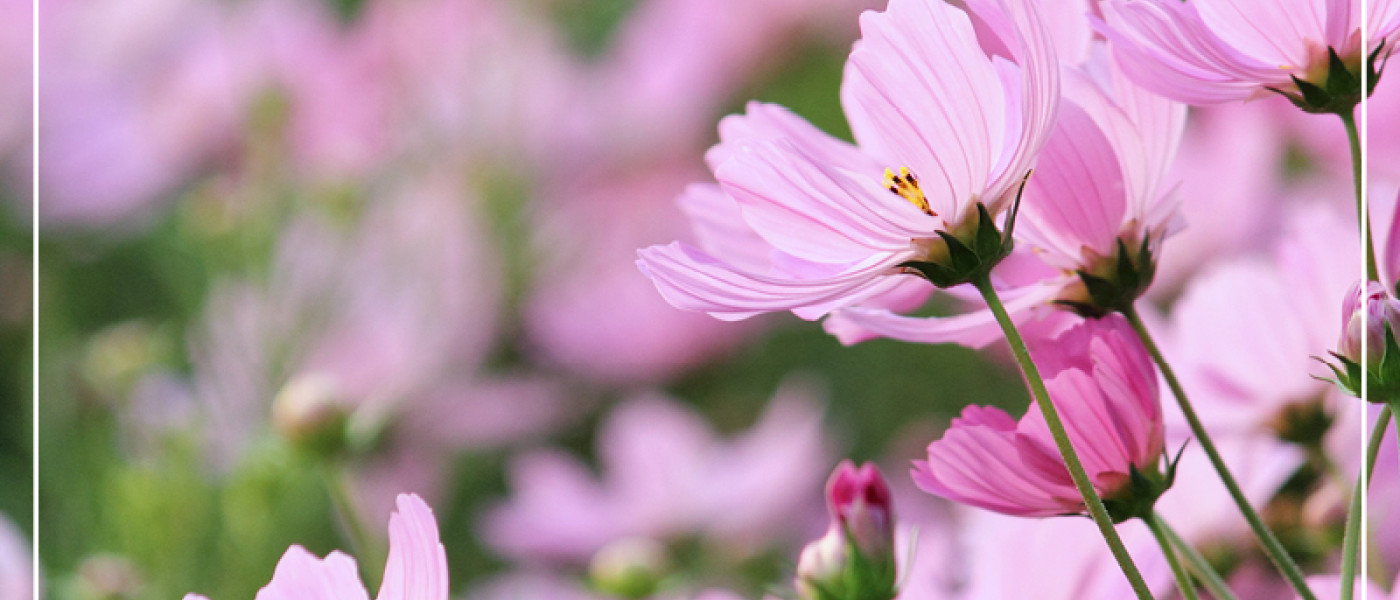 Farbenfrohe Blumenbeete direkt in Beet auss&auml;en