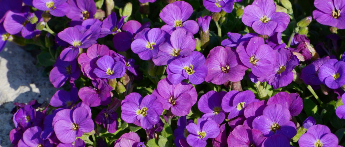 Farbenfrohe Staudenpracht im Fr&uuml;hling &ndash; Jahr f&uuml;r Jahr ein Genuss