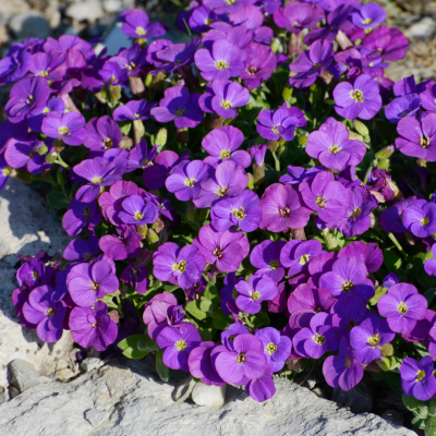 <? $page->title() ?>