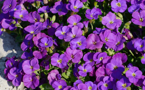 <? $page->title() ?>