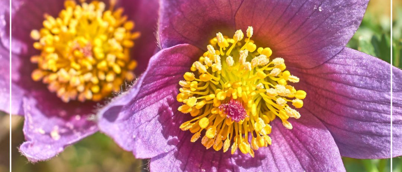 Farbenfrohe Staudenpracht im Fr&uuml;hling