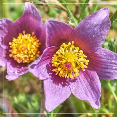 <? $page->title() ?>