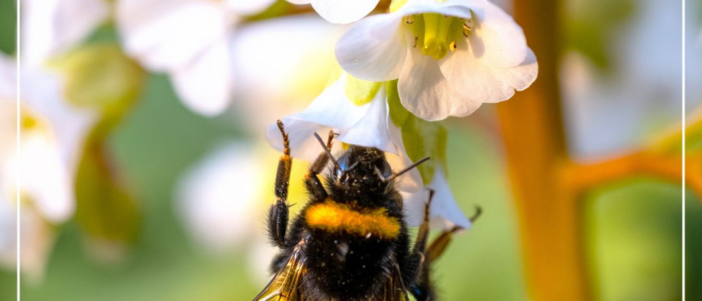 Fast vergessene Sch&ouml;nheiten aus Omas Staudengarten
